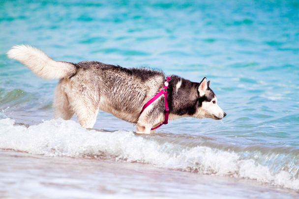 Uroczy syberyjski husky pies na świeżym powietrzu na morzu - Zdjęcie, obraz