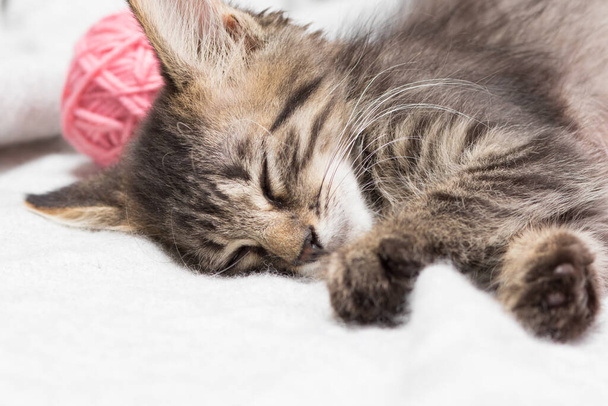 Ein kleines gestreiftes, flauschiges graues Kätzchen schläft mit rosafarbenen Garnknäueln. Kopierraum für Text. - Foto, Bild