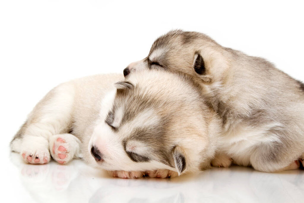 Adorable Siberian Husky puppies on white  background - Photo, Image