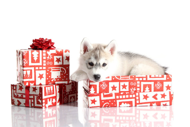 Entzückender Siberian Husky Welpe mit Weihnachtsgeschenken auf weißem Hintergrund - Foto, Bild