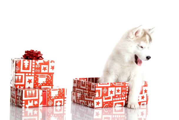 Suloinen Siperian Husky pentu joululahjat valkoisella taustalla - Valokuva, kuva
