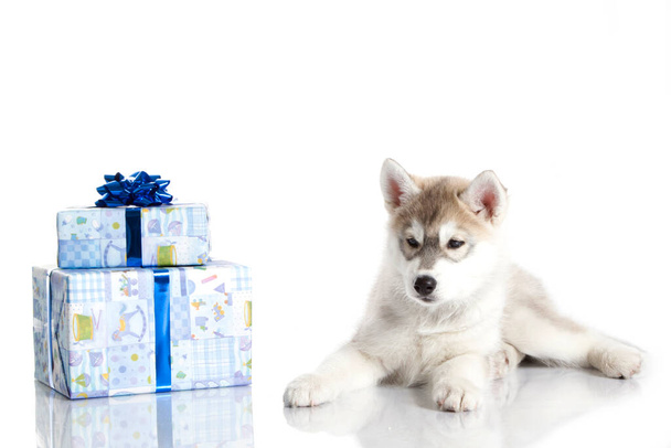 Entzückender Siberian Husky Welpe mit Weihnachtsgeschenken auf weißem Hintergrund - Foto, Bild