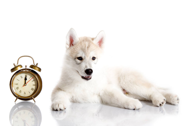 Adorable Siberian Husky puppy with alarm clock on white background - Valokuva, kuva