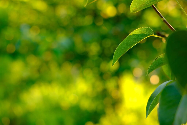 Nature abstract green and yellow gold bokeh blurred background with green pear leaves on the front.The green leaves swing on the wind.Sunlight shining to the leaves under the tree on sun set. - Photo, Image