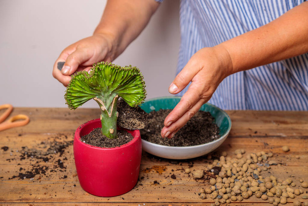 A woman puts soil into a new ceramic pot with a transplanted flower. - Fotoğraf, Görsel