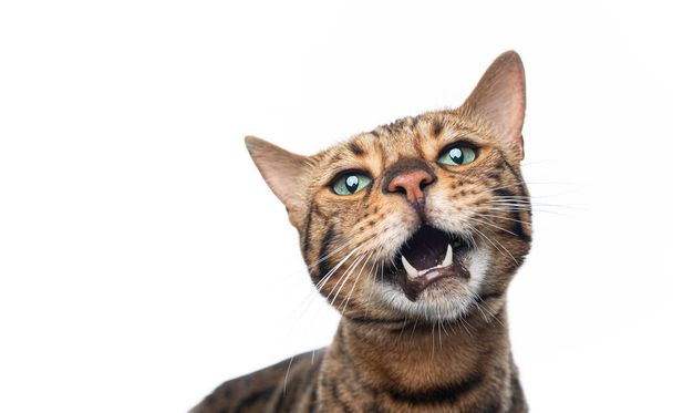 Беніальний кіт занурює смішний портрет обличчя
 - Фото, зображення
