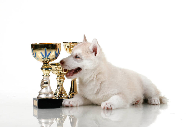 Adorable Siberian Husky puppy with award cups on white background - Foto, afbeelding