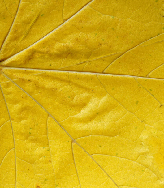 texture of yellow maple leaf macro photo - Foto, Imagen