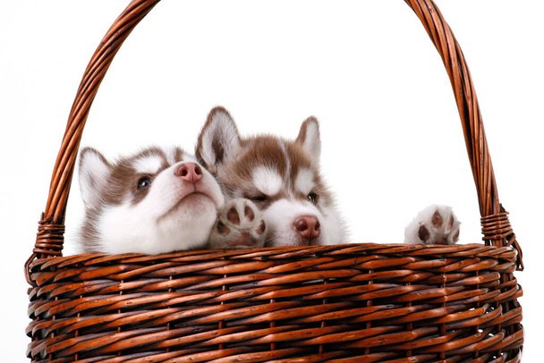 Adorabile Siberian Husky cuccioli in vimini backet su sfondo bianco - Foto, immagini