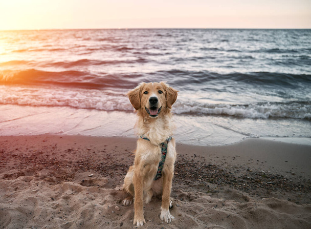 Golden retriever na praia de areia do mar. Cão feliz durante as férias com a família - Foto, Imagem