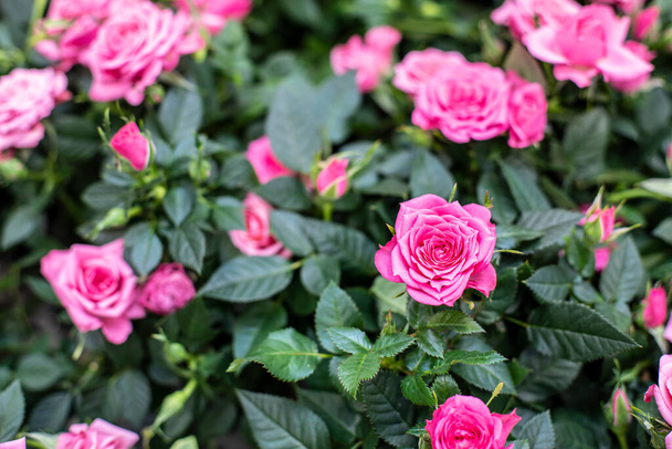 Rosa Rosenblüte, Frühlingskarte mit leuchtend rosa Rosenblüte. Hintergrund Hintergrund Tapete für Design - Foto, Bild
