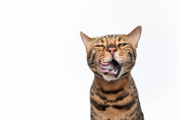 marrone bengala gatto fare sciocco faccia divertente ritratto - Foto, immagini