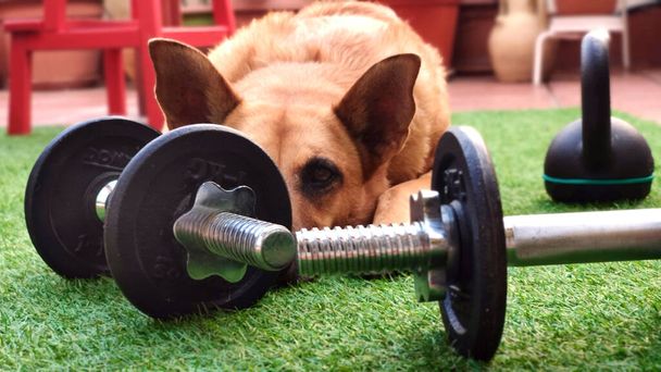 Ritratto di un cane belga Malinois dietro alcuni pesi da training di forza - Foto, immagini