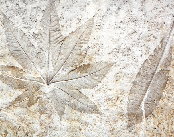 Ciment à feuilles
 - Photo, image