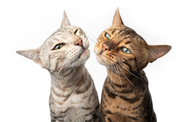 deux chats bengale de couleur différente côte à côte faisant drôle visage - Photo, image