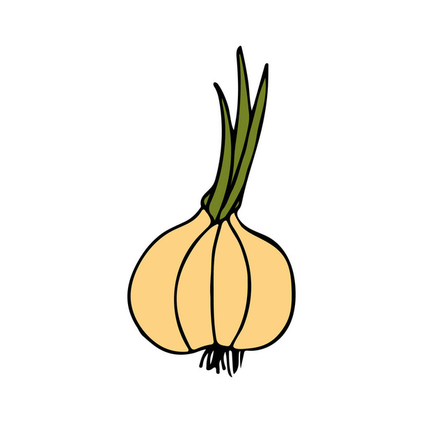 Colorful doodle garlic illustration in vector. Colorful garlic icon in vector. - Διάνυσμα, εικόνα