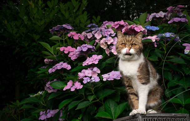 chat blanc tabby devant la plante hortensia en fleurs à l'extérieur - Photo, image