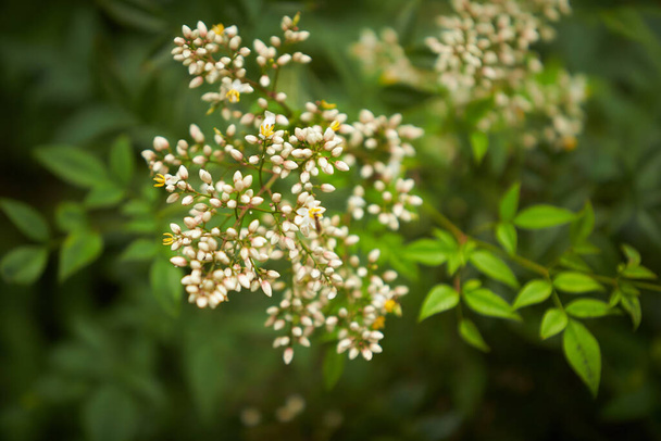 Άγρια μικρά λευκά λουλούδια σε πράσινο γρασίδι. Λευκά άνθη ξύλου. - Φωτογραφία, εικόνα