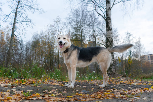 cute shepherd dog on a walk in the autumn forest on the road with fallen leaves. portrait of a dog standing on the road - 写真・画像