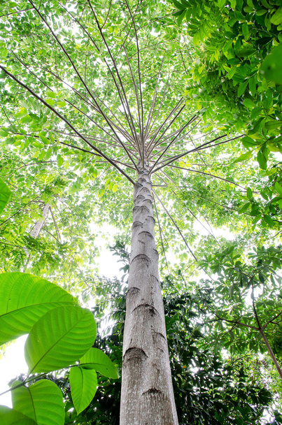 grandes árvores de faia em madeira de primavera
 - Foto, Imagem