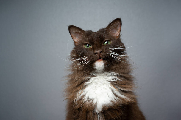 Schokolade weiß braun LaPerm Cat macht lustiges Gesicht Porträt - Foto, Bild