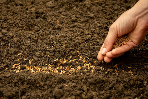 siembra a mano de semillas de trigo en el jardín - Foto, imagen