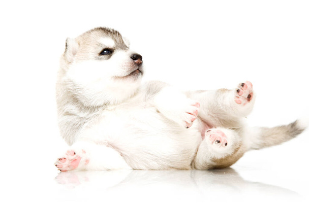 Adorable chiot Husky sibérien sur fond blanc - Photo, image