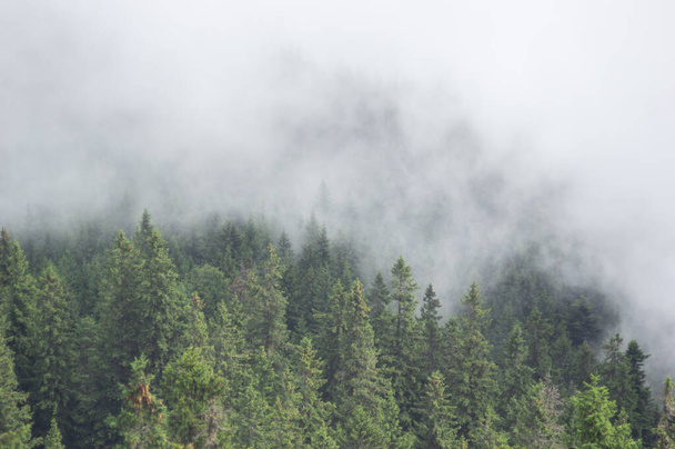 Forêt de sapins dans le brouillard dans les montagnes des Carpates, paysage - Photo, image