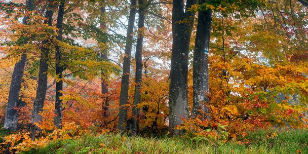 autumn forest on a misty morning. beech trees in colorful foliage. beautiful nature background. rainy weather - Fotoğraf, Görsel