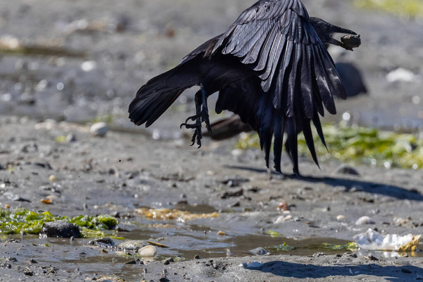grandes pájaros negros saltando en una playa - Foto, Imagen