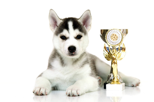 Rozkošné sibiřské Husky štěně s oceněními na bílém pozadí - Fotografie, Obrázek