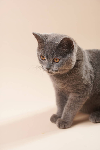 若い英国の短毛猫-ベージュ色の背景にグレーの子猫 - 写真・画像