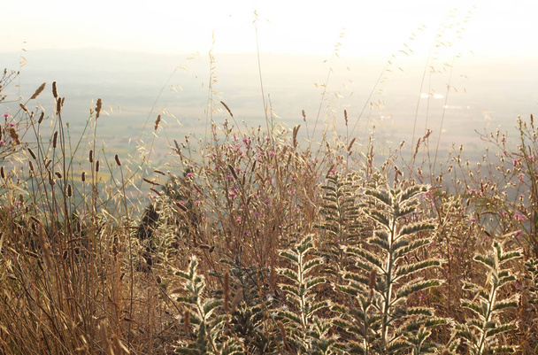 vadon élő füvek virágokkal az agyaras réten  - Fotó, kép