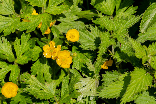 Several small bright yellow flowers on a sunny day in front of lushy green leaves - Photo, Image