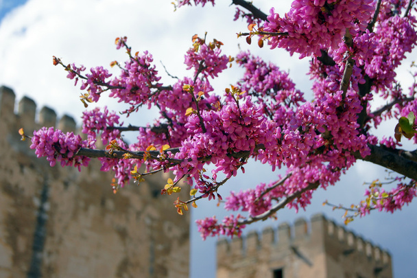 Alhambran tyypit
 - Valokuva, kuva