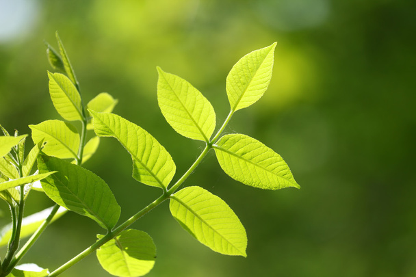Свіже зелене листя крупним планом
 - Фото, зображення