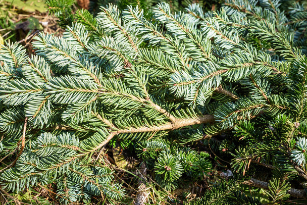 Close up of a pine tree branch on a sunny day - Fotografie, Obrázek