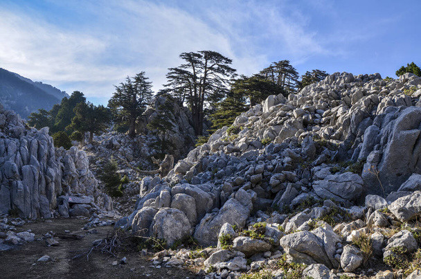 Pradera verde con cedros y rocas de montaña en la famosa ruta turística Lycian camino en Turquía - Foto, imagen
