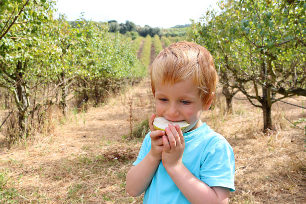 Un garçon blond mange une poire les yeux baissés. Un garçon de quatre ans dans un verger de poiriers.  - Photo, image