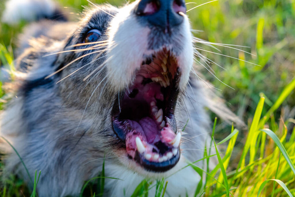wściekły pies szczeka, otwarte usta psa z zębami - Zdjęcie, obraz
