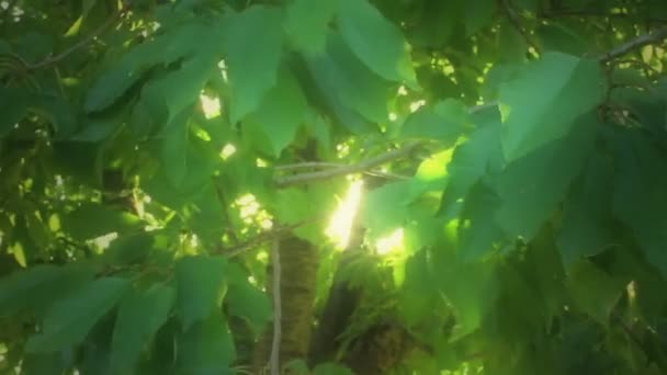 přirozené makro listí na stromě - Záběry, video