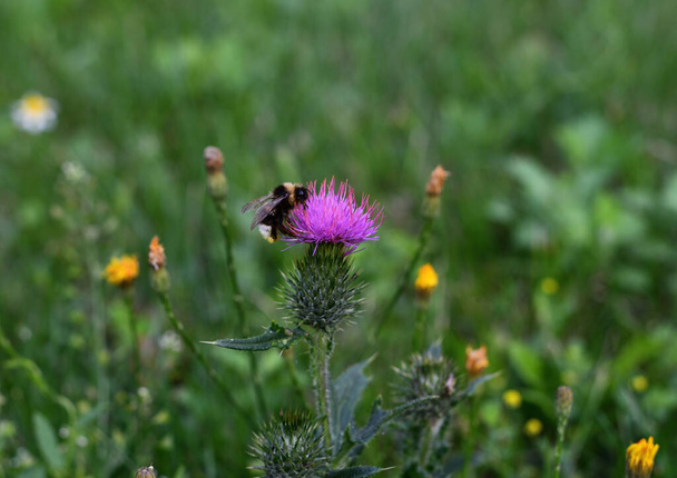 Ένας σκληρά εργαζόμενος - μια γούνινη μέλισσα πέταξε απροσδόκητα σε ένα μωβ γαϊδουράγκαθο λουλούδι σε ένα ξέφωτο σε ένα πάρκο της πόλης, μια καλοκαιρινή μέρα με ελαφρά σύννεφα. - Φωτογραφία, εικόνα