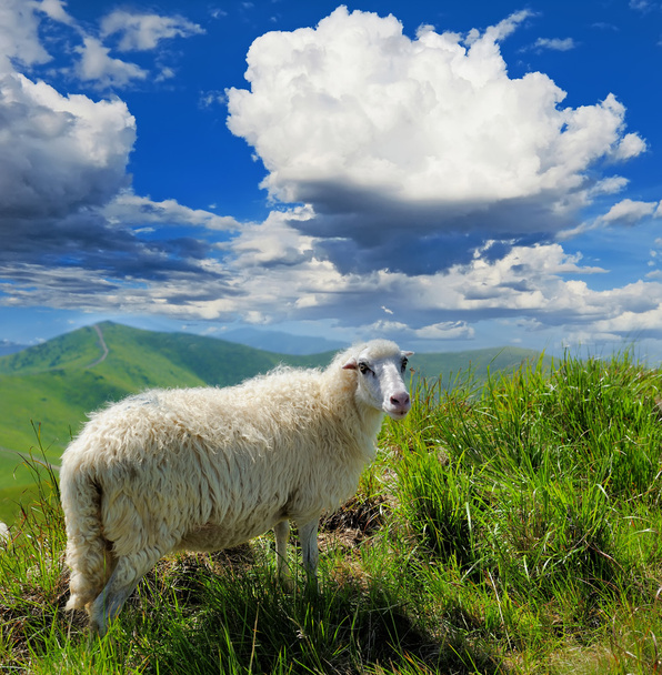 Овцы в горах
 - Фото, изображение