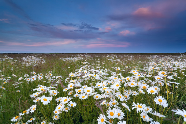 zonsondergang over zomer wildflower veld - Foto, afbeelding