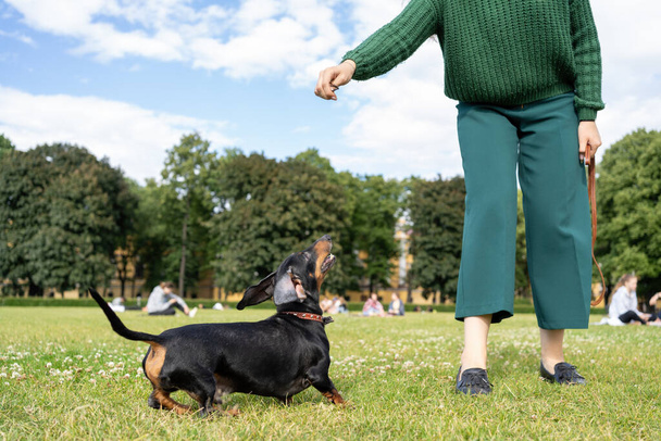 Young woman with a dog in the park - Foto, Imagem