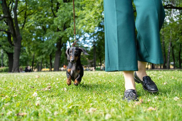 dog with owner walking in the park - Foto, imagen