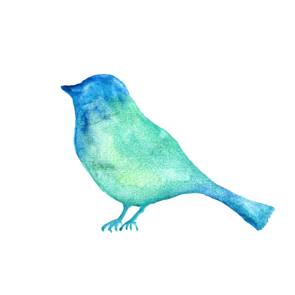 Watercolor dove - 写真・画像