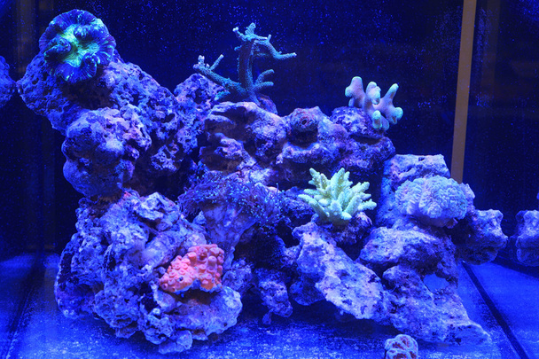 Coral - Φωτογραφία, εικόνα
