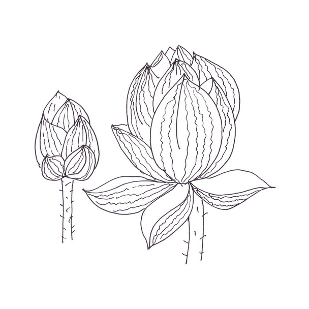 Lotus buds graphic black and white linear drawing. High quality illustration - Фото, изображение