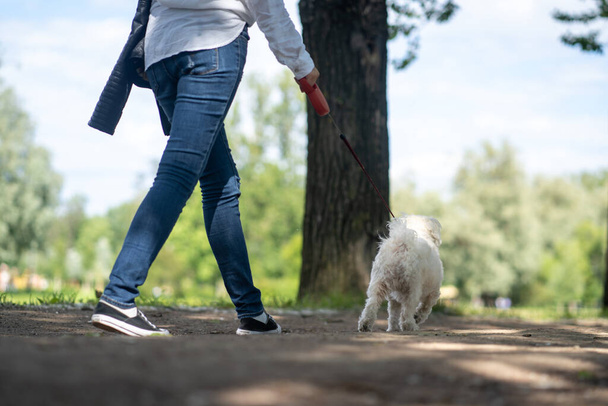 White fluffy curly dog on a walk on a leash with the mistress running nearby. Only legs visible - Foto, imagen
